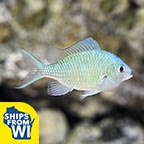 Green Reef Chromis